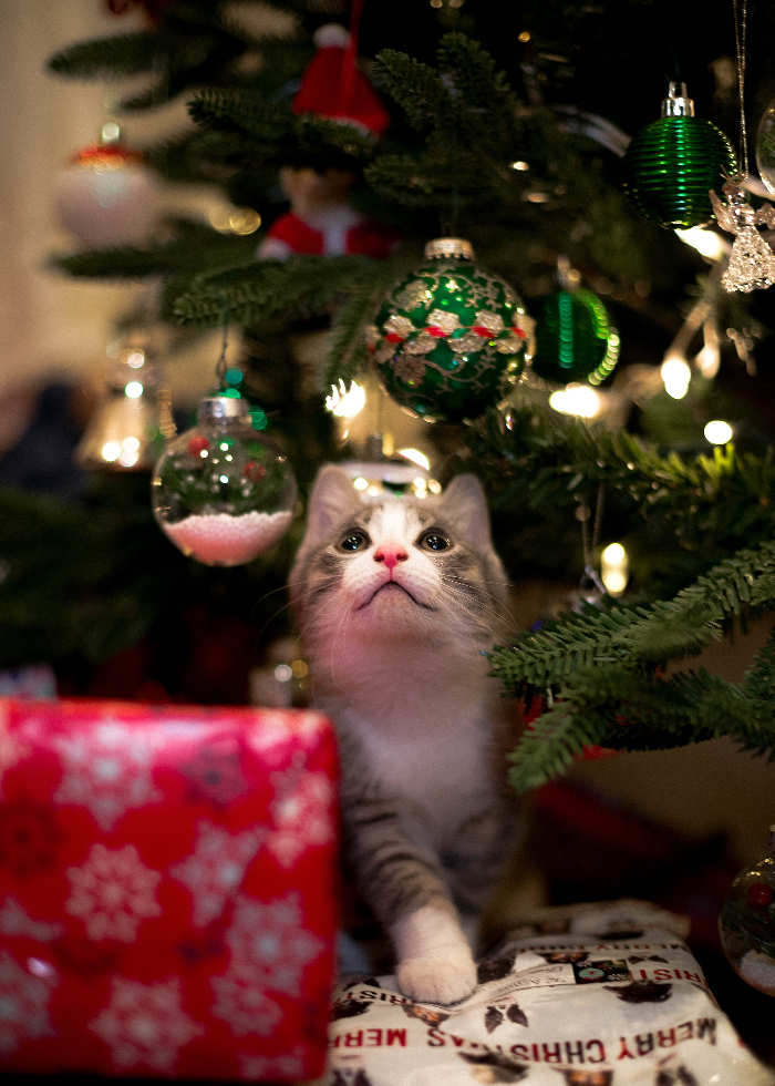 kerstboom kat