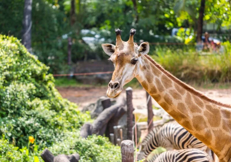 ARTIS Royal Zoo biedt naast dieren, een planetarium en nog veel meer! 44