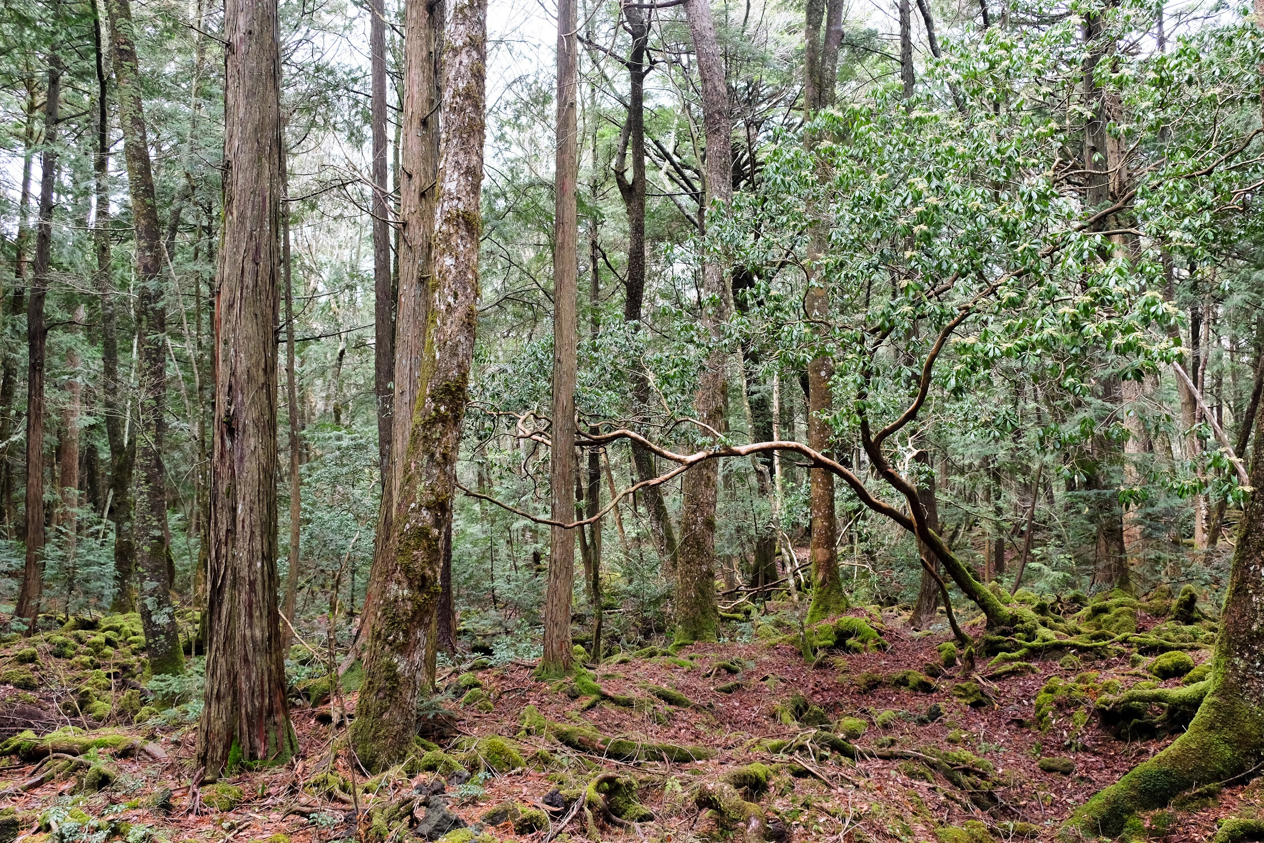 "Zelfmoordbos Aokigahara"