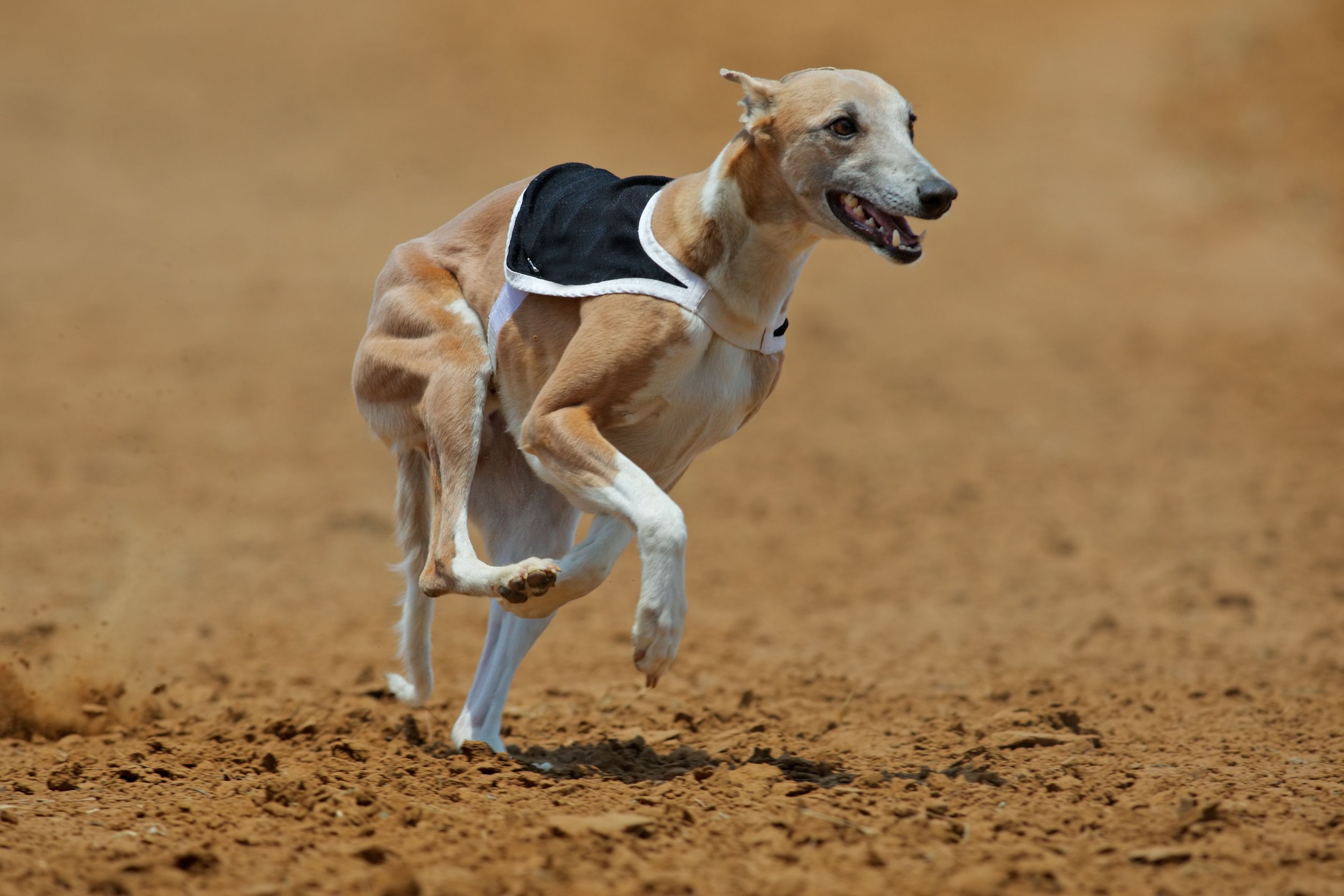 Fascinerende weetjes over honden 25 Greyhound