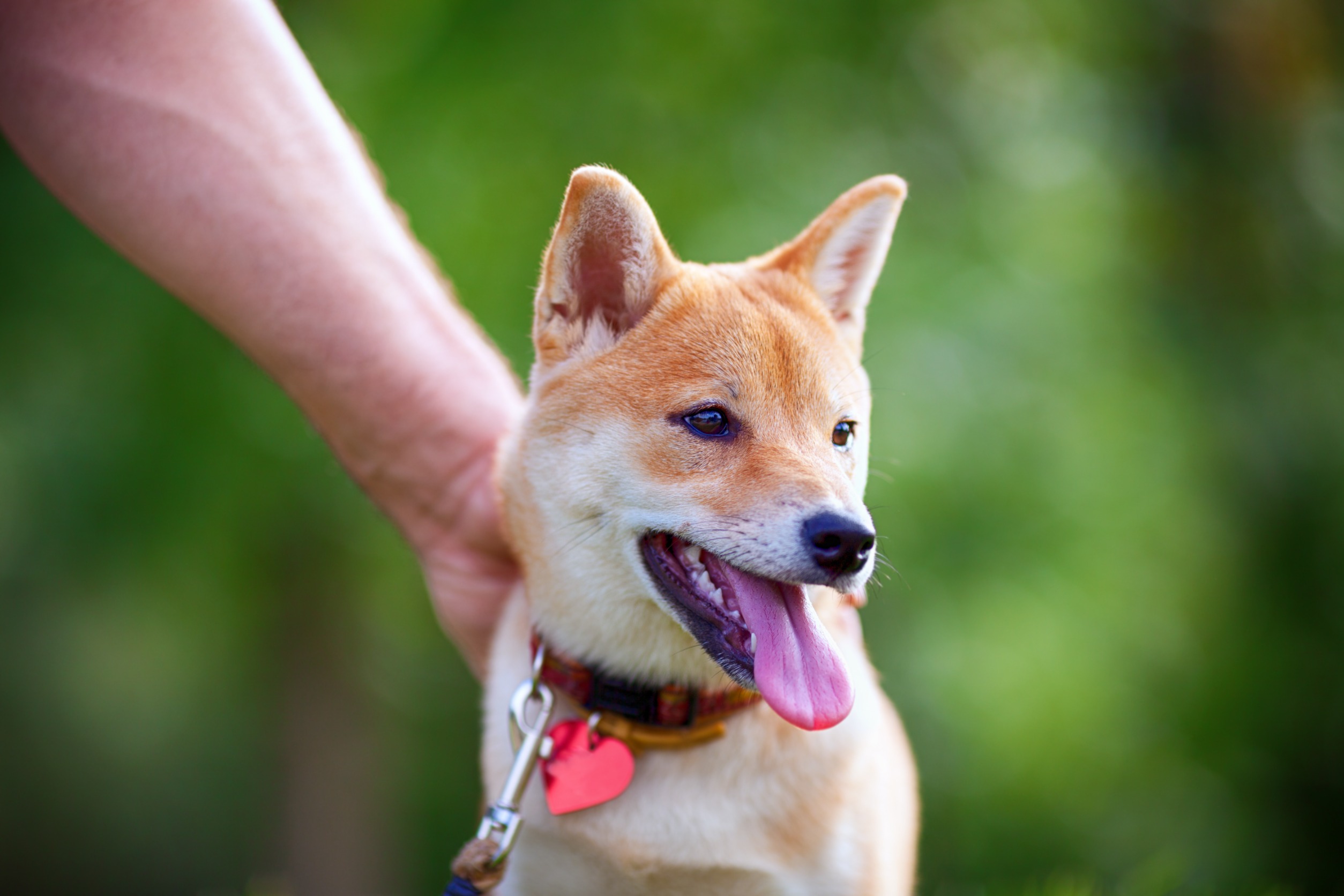 Fascinerende weetjes over honden 24 Shiba Inu