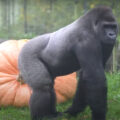 gorilla's slopen pompen