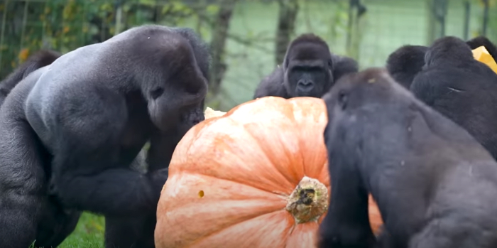 gorilla's slopen pompoen burgers zoo