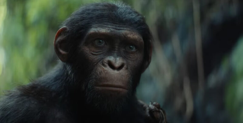 kingdom of the planet of the apes
