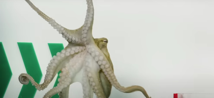 slimme octopus labyrint
