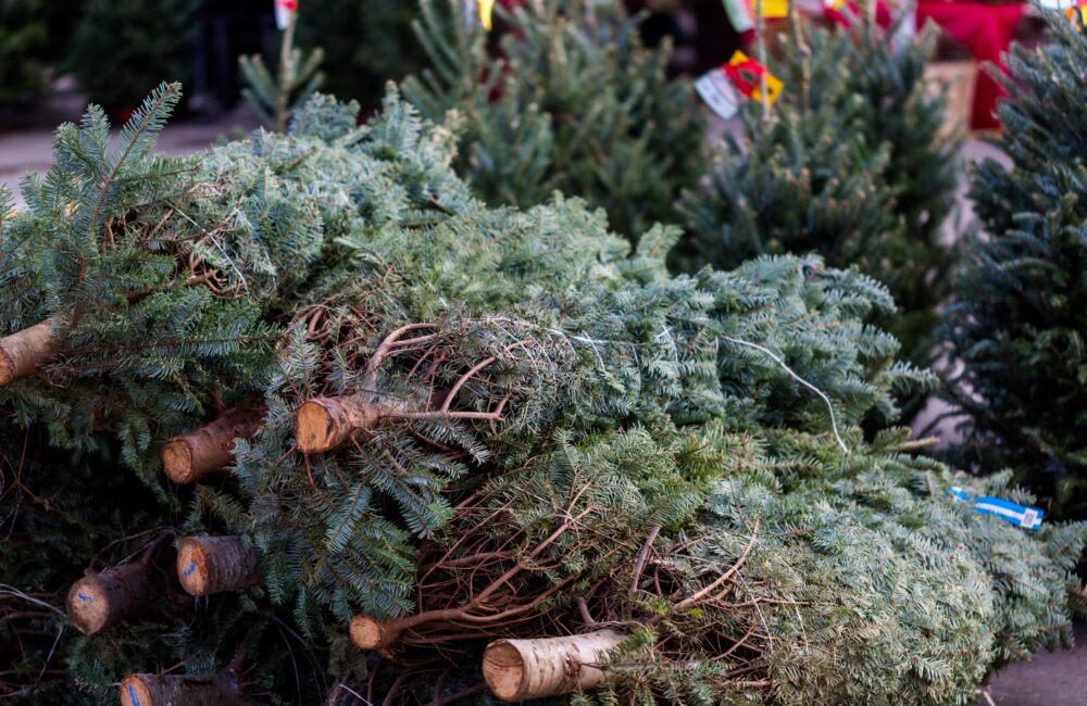 Onverkochte kerstbomen? Berlijn heeft een wel heel opmerkelijke oplossing gevonden 22