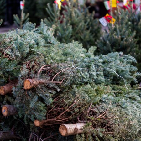 Onverkochte kerstbomen? Berlijn heeft een wel heel opmerkelijke oplossing gevonden 17