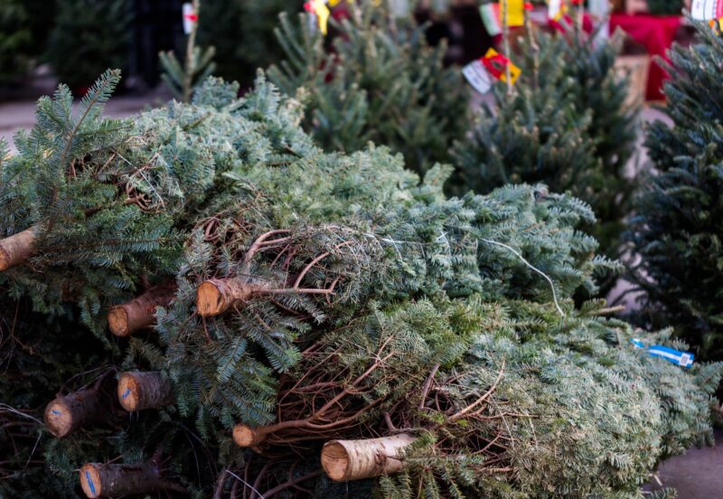 Onverkochte kerstbomen? Berlijn heeft een wel heel opmerkelijke oplossing gevonden 16