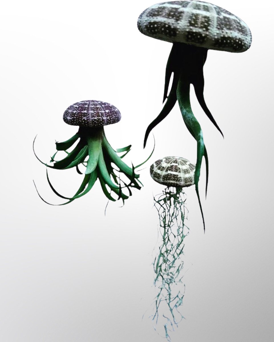 Hoe cool? Set van 3 Jelly-fish hangplantjes 23