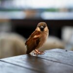 Hoe kies je een loungeset die bij jouw tuin past? 26