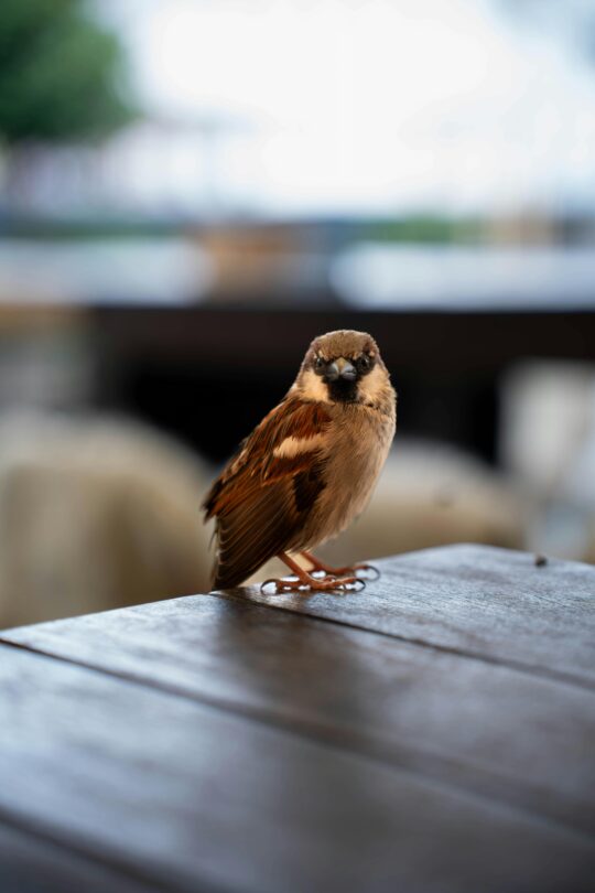 Hoe kies je een loungeset die bij jouw tuin past? 39